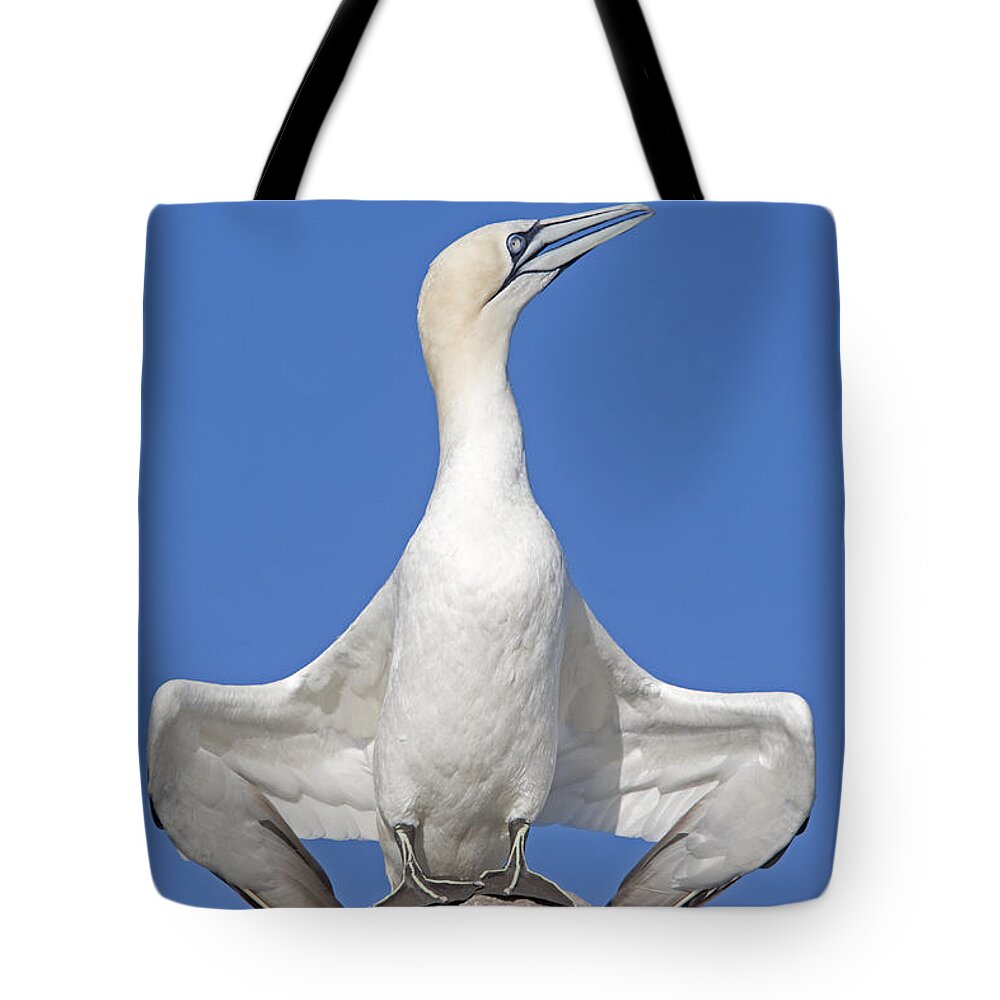 Flpa Tote Bag featuring the photograph Northern Gannet Displaying Great Saltee by Dickie Duckett
