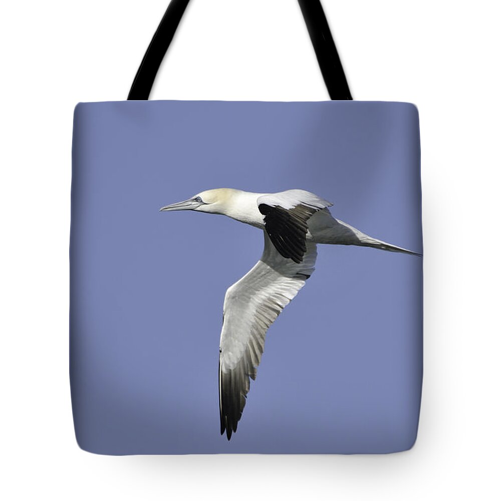 Gannet Tote Bag featuring the photograph Northern Gannet in flight by Bradford Martin