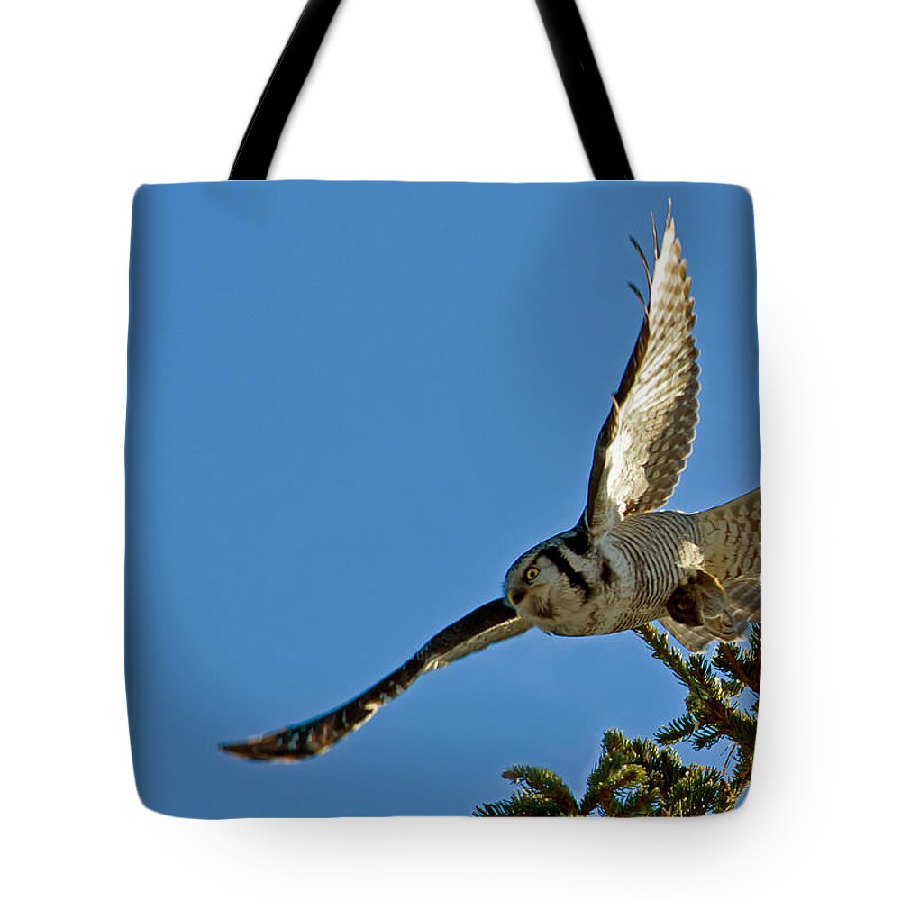Northern Hawk Owl Tote Bag featuring the photograph Northern Hawk Owl flying with its capture by Torbjorn Swenelius