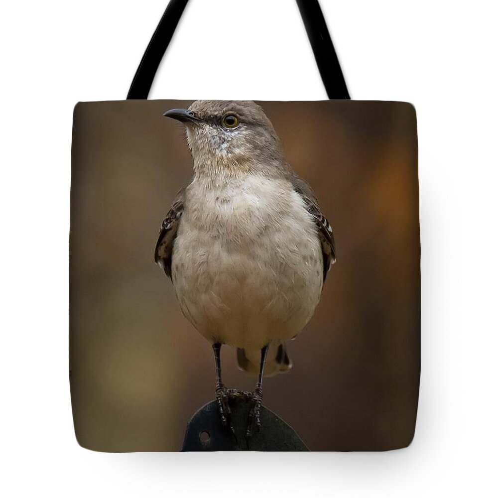 Northern Mockingbird Tote Bag featuring the photograph Northern Mockingbird by Robert L Jackson