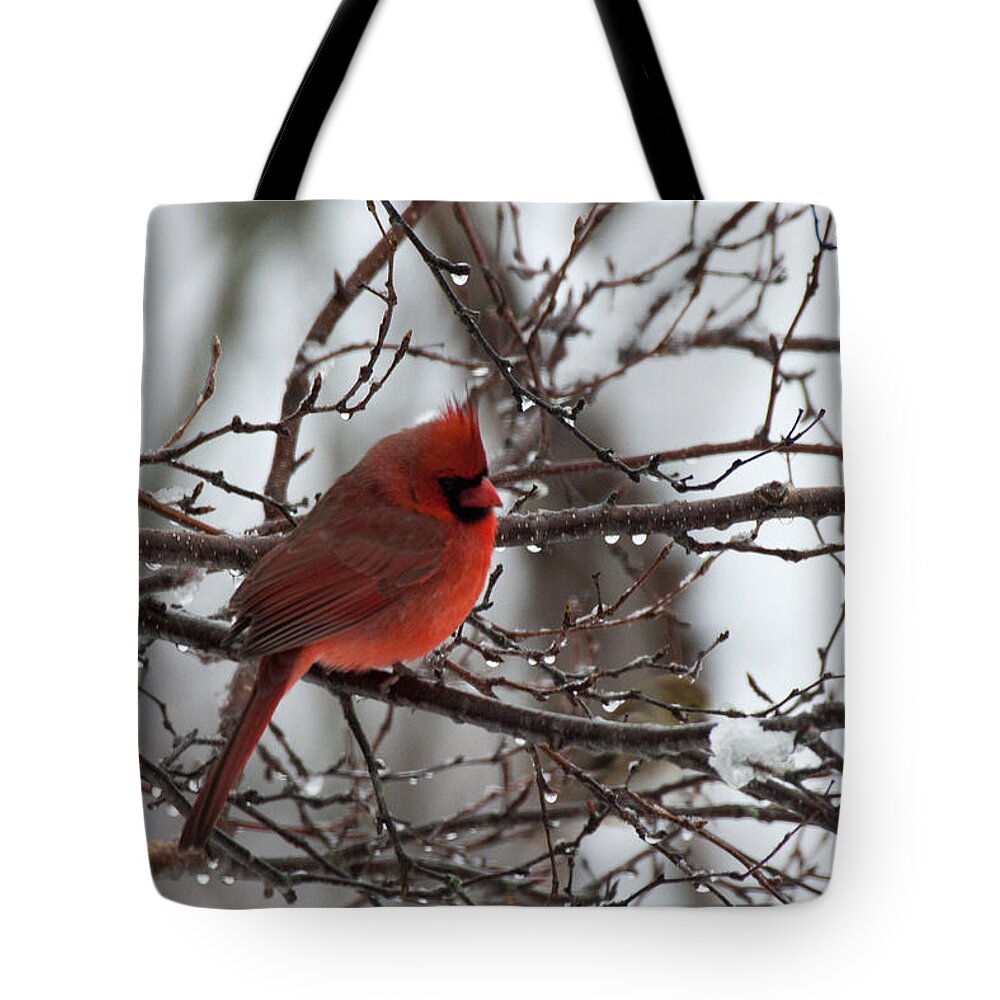 Cardinal Tote Bag featuring the photograph Northern red cardinal in winter by Jeff Folger