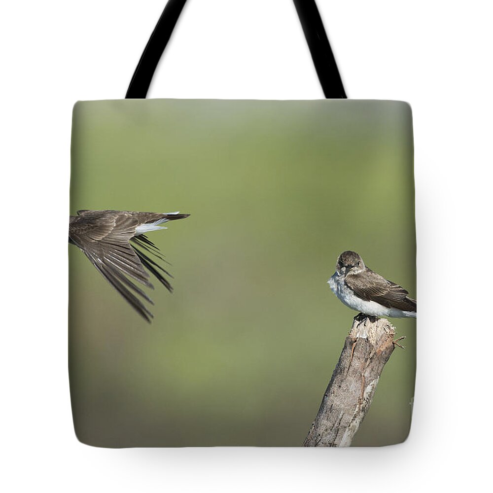 Northern Rough-winged Swallow Tote Bag featuring the photograph Northern Rough-winged Swallows by Anthony Mercieca