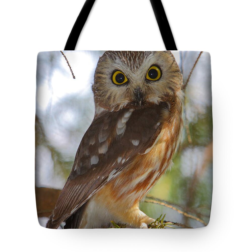 Owl Tote Bag featuring the photograph Northern Saw-whet Owl by Bruce J Robinson