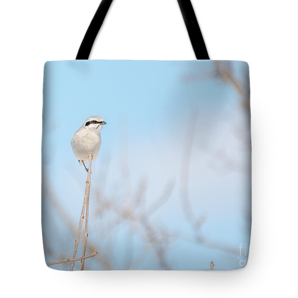 Fauna Tote Bag featuring the photograph Northern Shrike by Cheryl Baxter