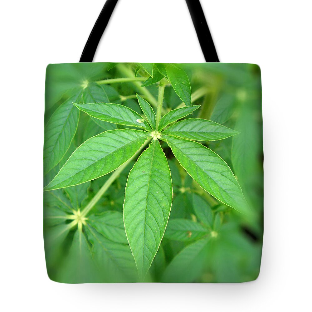 Crocosmia Tote Bag featuring the photograph Not what you think by Kim Galluzzo Wozniak