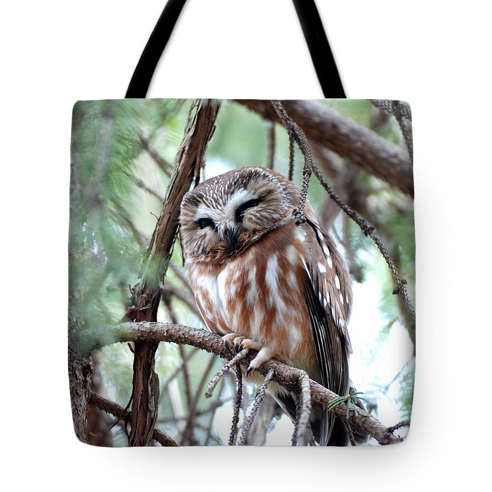 Northern Saw-whet Owl Tote Bag featuring the photograph Northern Saw-Whet Owl 2 by Tracy Winter