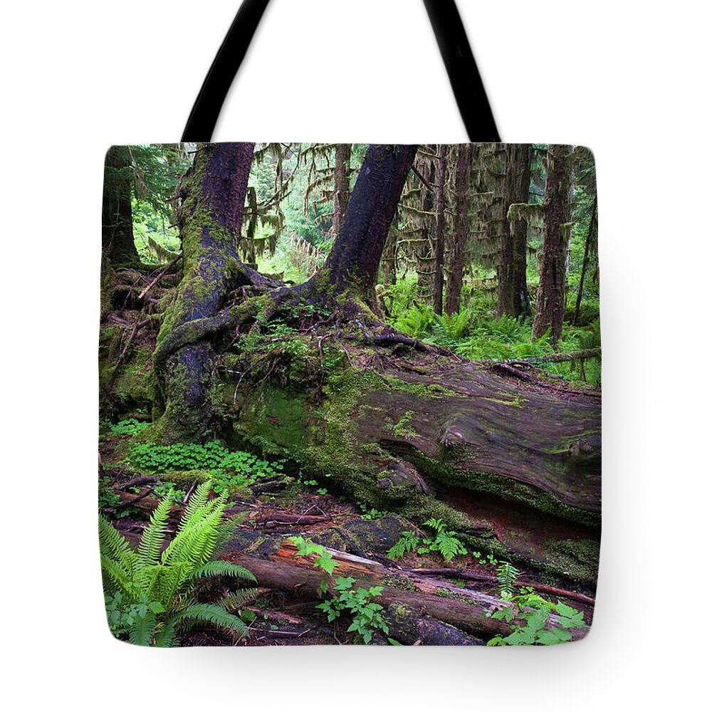 Tranquility Tote Bag featuring the photograph Nurselog In The Temperate Rainforest by Ed Reschke