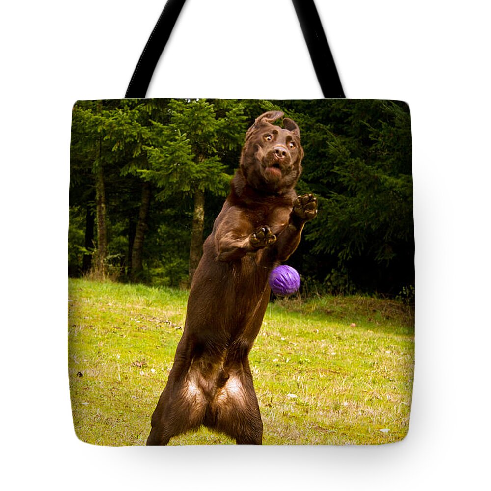 Animals Tote Bag featuring the photograph Nute and the ball by Jean Noren
