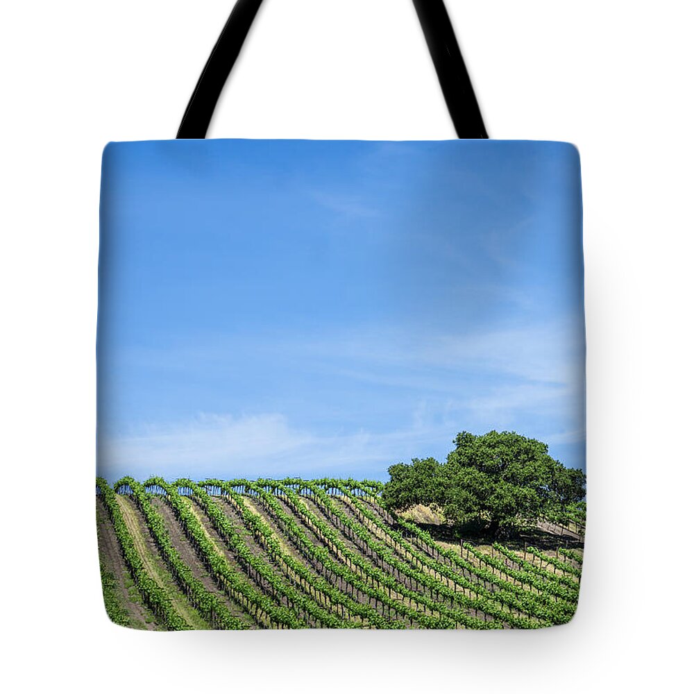 Vineyard Tote Bag featuring the photograph Oak Tree Amid The Grapevines by Priya Ghose