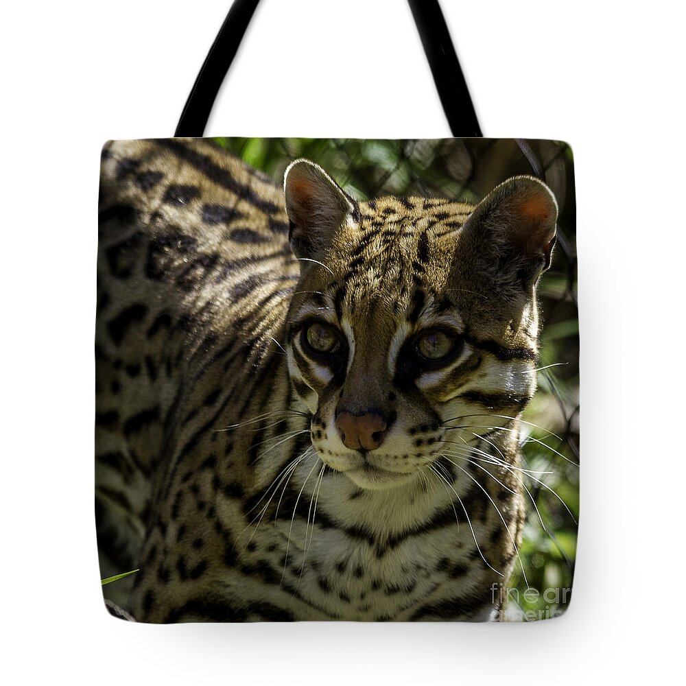 Big Cats Tote Bag featuring the photograph Ocelot by Ken Frischkorn