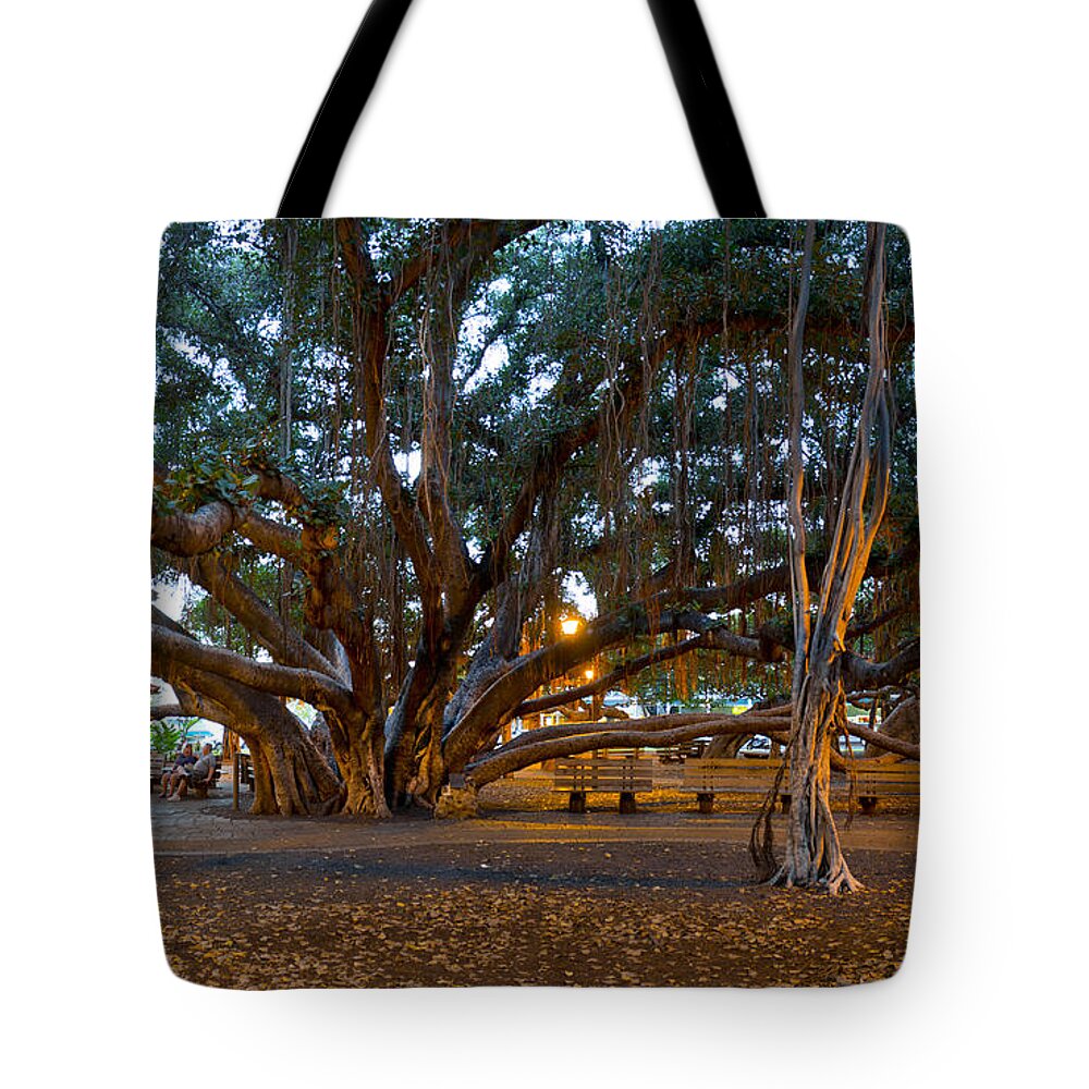 Octobanyan Tote Bag featuring the photograph OctoBanyan by Sean Davey
