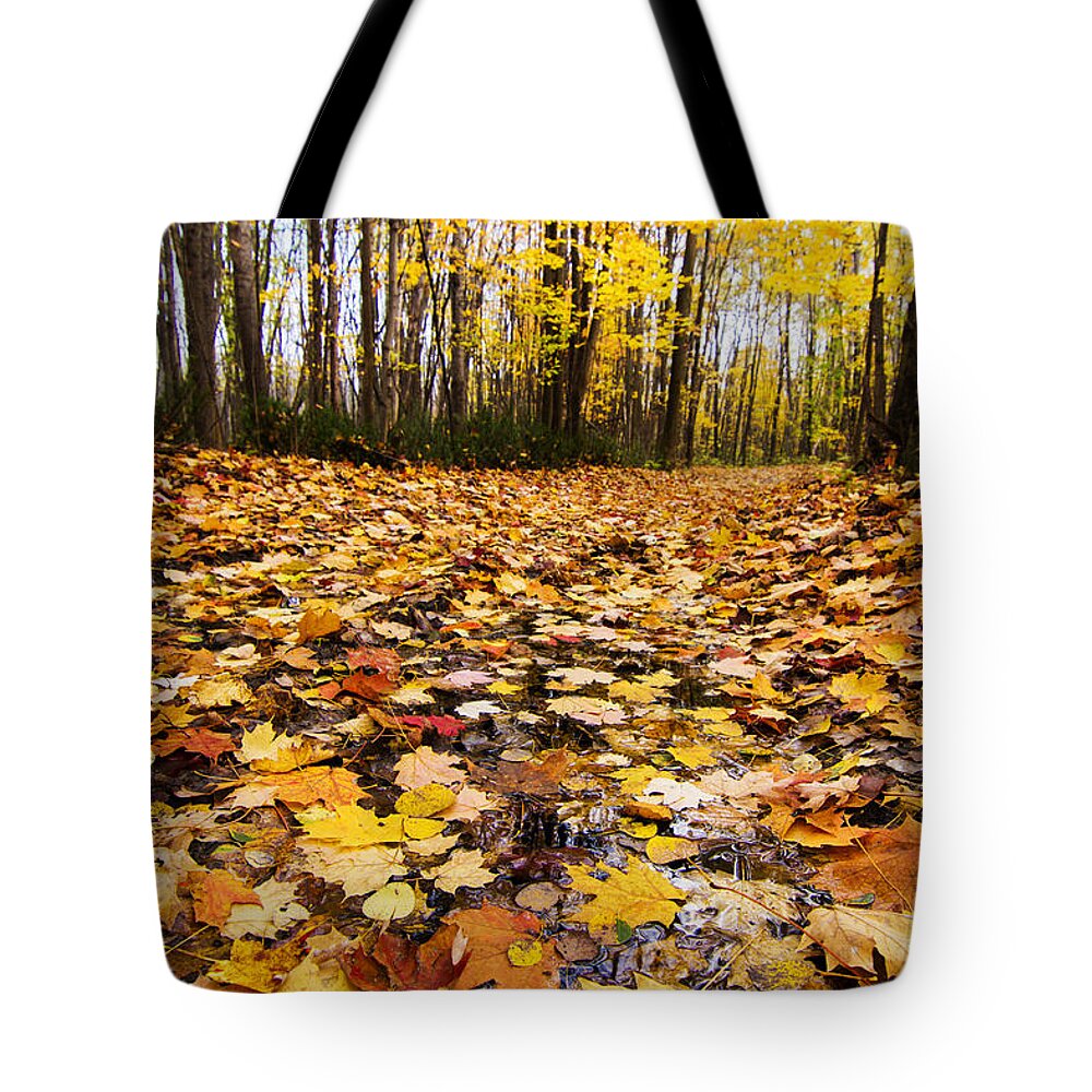 Autumn Tote Bag featuring the photograph October Maple Forest by Mircea Costina Photography