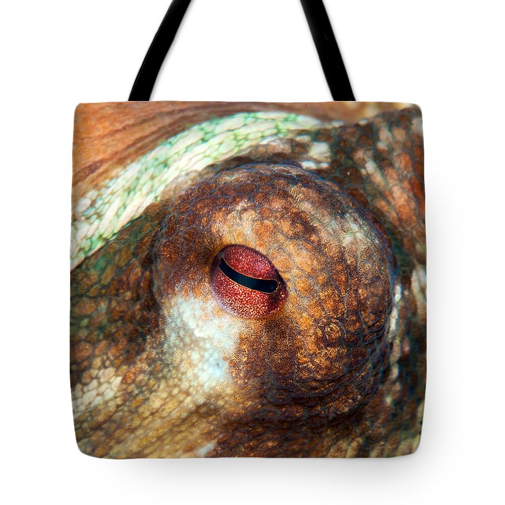 Octopus Tote Bag featuring the photograph Octopus Eye by Roy Pedersen