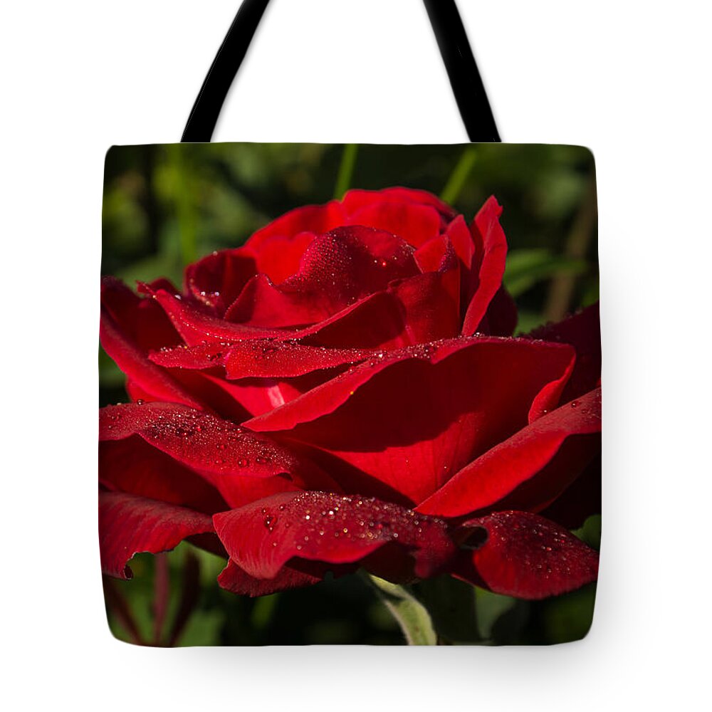 Red Rose Tote Bag featuring the photograph Of Red Roses and Diamonds by Georgia Mizuleva