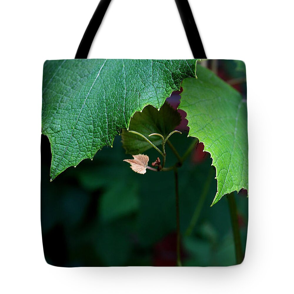 Nature Tote Bag featuring the photograph Offspring by Ellen Cotton
