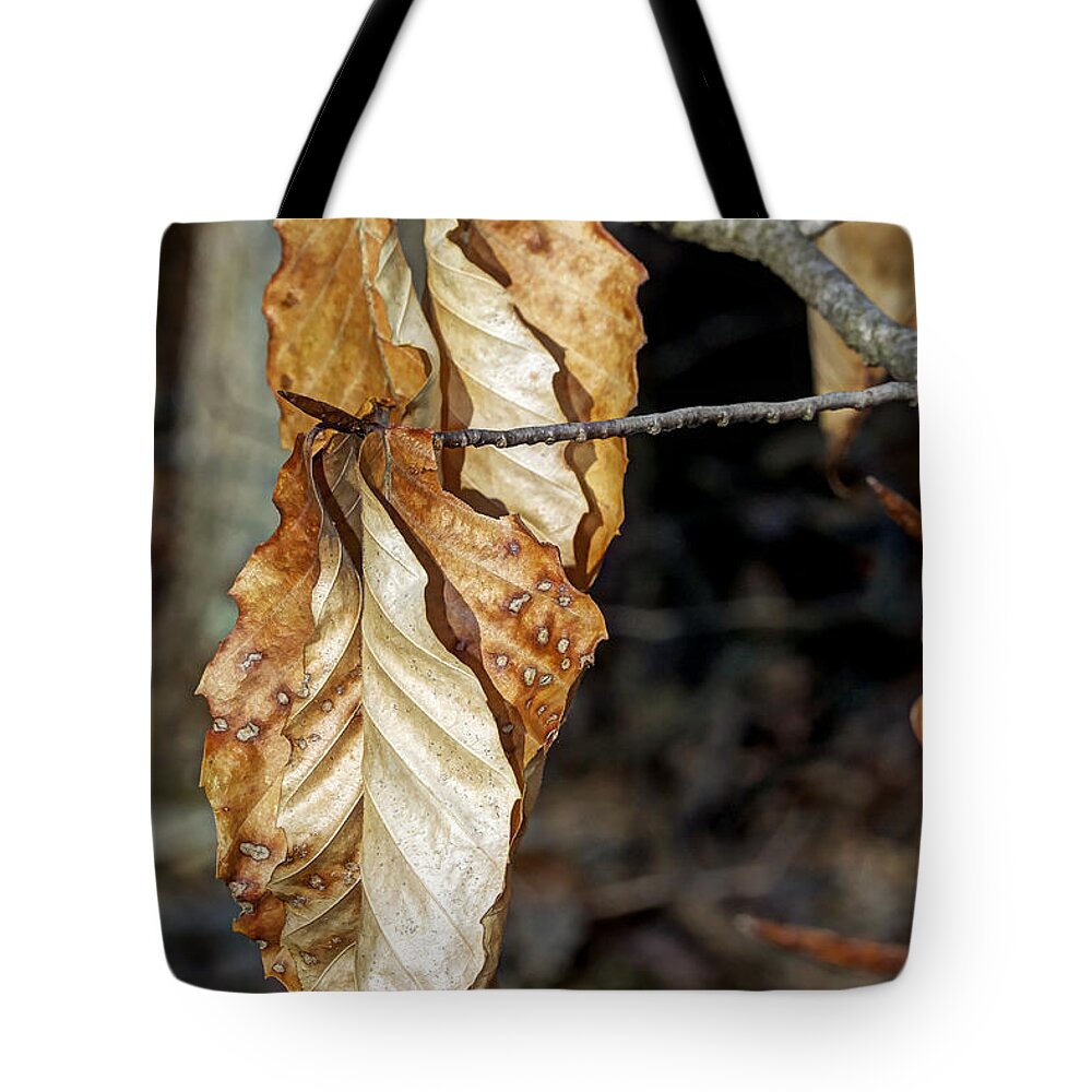 Beech Tote Bag featuring the photograph Old Leaves New Buds by Carol Senske