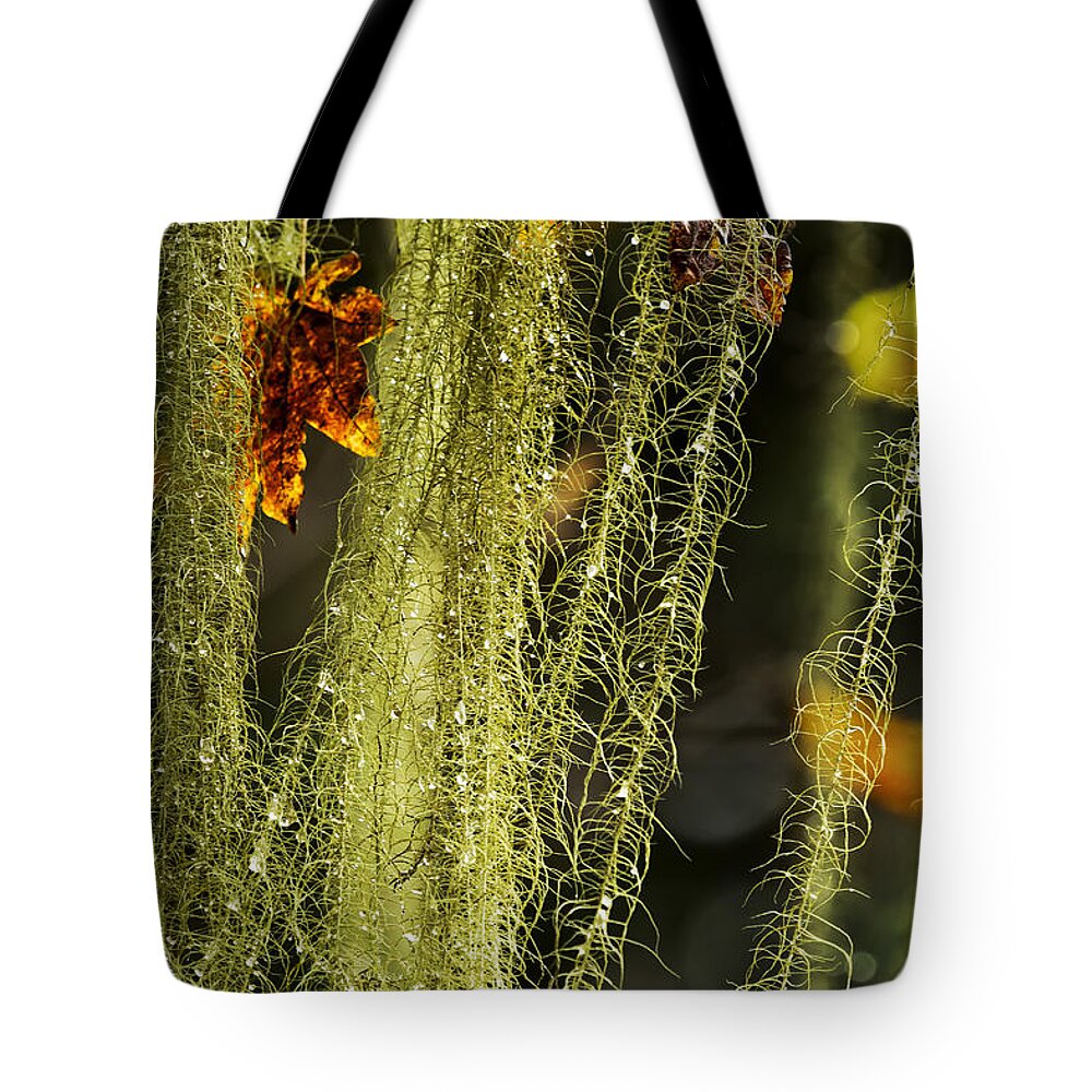 Usnea Tote Bag featuring the photograph Old Man's Beard Lichen by Belinda Greb