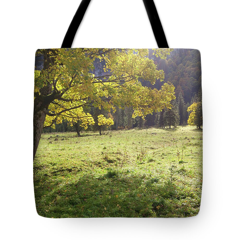 Scenics Tote Bag featuring the photograph Old Maple Tree In Ammergauer Alps by Wingmar