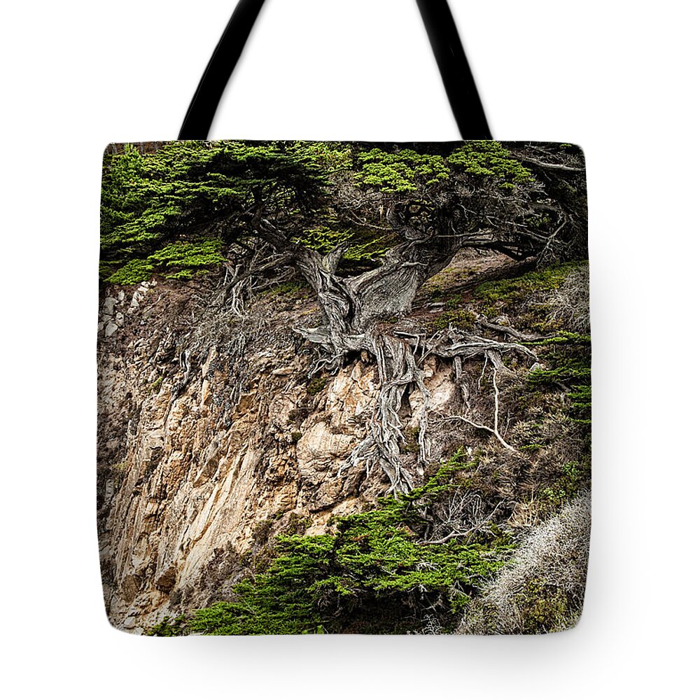 Old Veteren Cypress Tree Tote Bag featuring the photograph Old Veteren Cypress Tree by George Buxbaum