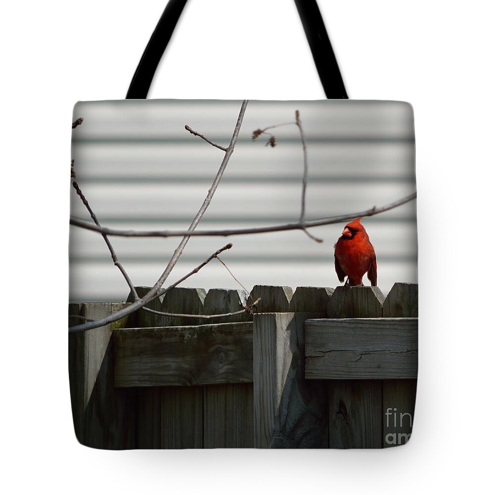 Cardinal Tote Bag featuring the photograph On The Fence by Alys Caviness-Gober