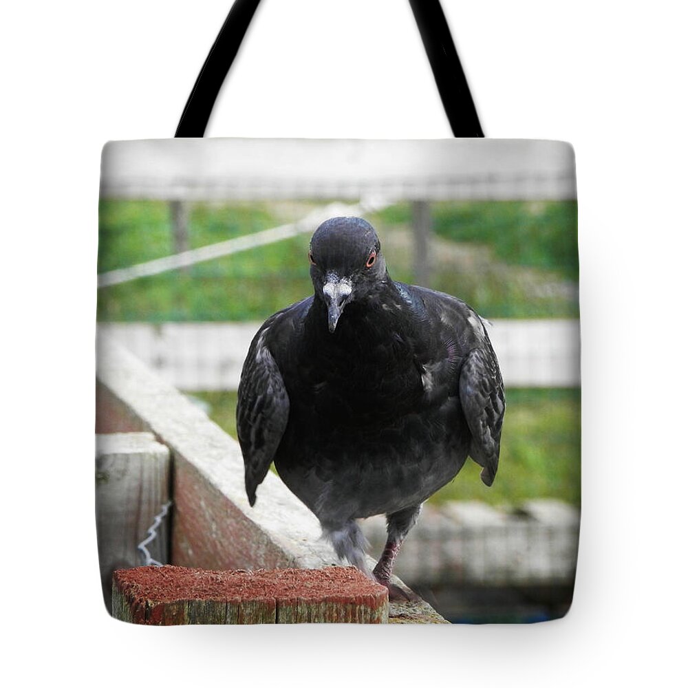 Pigeon Tote Bag featuring the photograph On The Fence by Zinvolle Art