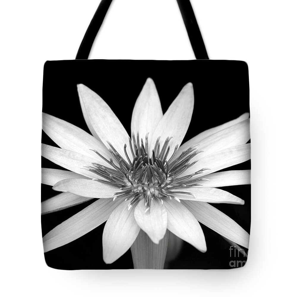 Water Lily Tote Bag featuring the photograph One Black and White Water Lily by Sabrina L Ryan