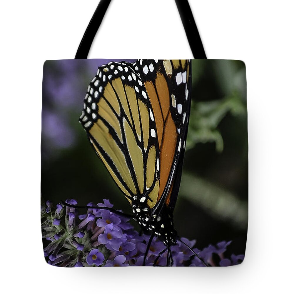 Monarch-colorado Butterflys- Monarch On Butterfly Bush- Beauty Of Nature- Butterfly Love-gifts For Women- Tote Bag featuring the photograph Only One by Rae Ann M Garrett