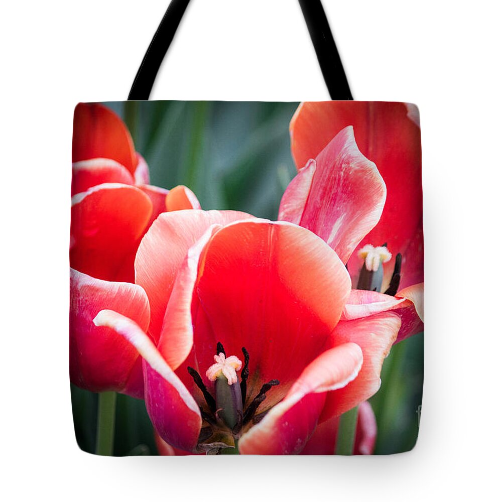 Red Tote Bag featuring the photograph Opening Up by Patricia Babbitt