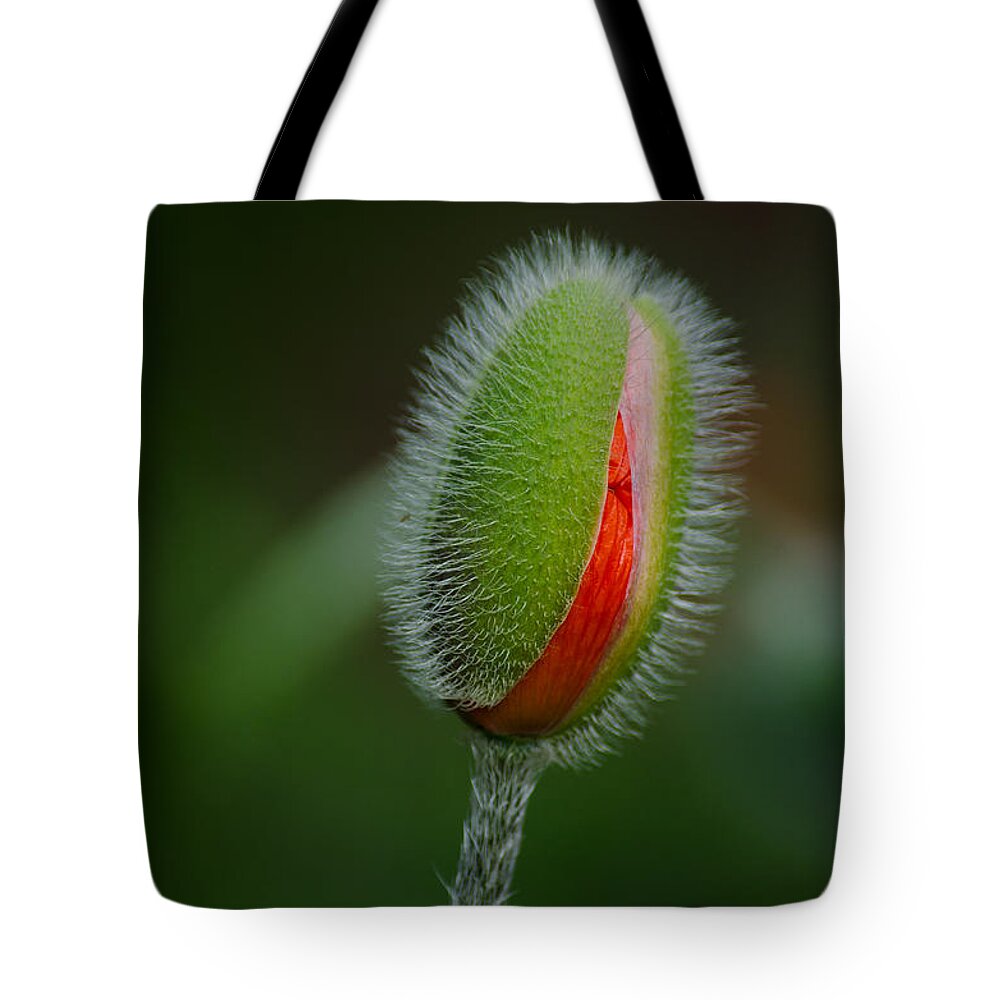 Garden Tote Bag featuring the photograph Orange Budding Poppy by Tikvah's Hope