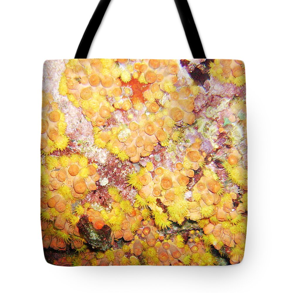 Ocean Tote Bag featuring the photograph Orange Cups by Lynne Browne