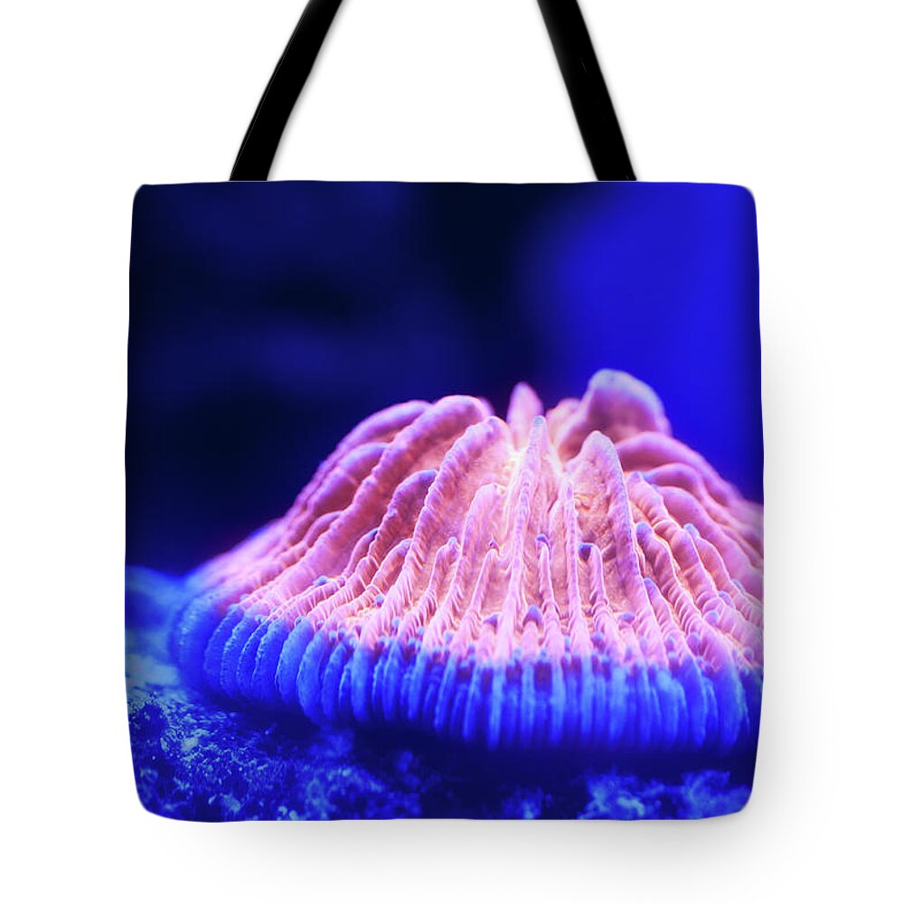 Orange Color Tote Bag featuring the photograph Orange Fungia Coral by Chrisho