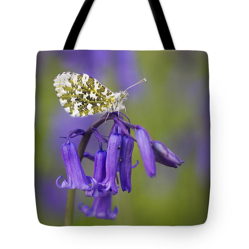 Richard Garvey-williams Tote Bag featuring the photograph Orange Tip Butterfly On English by Richard Garvey-Williams