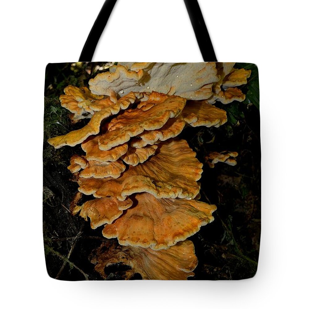 Laetiporus Tote Bag featuring the photograph Orange Tree Fungus by Laureen Murtha Menzl