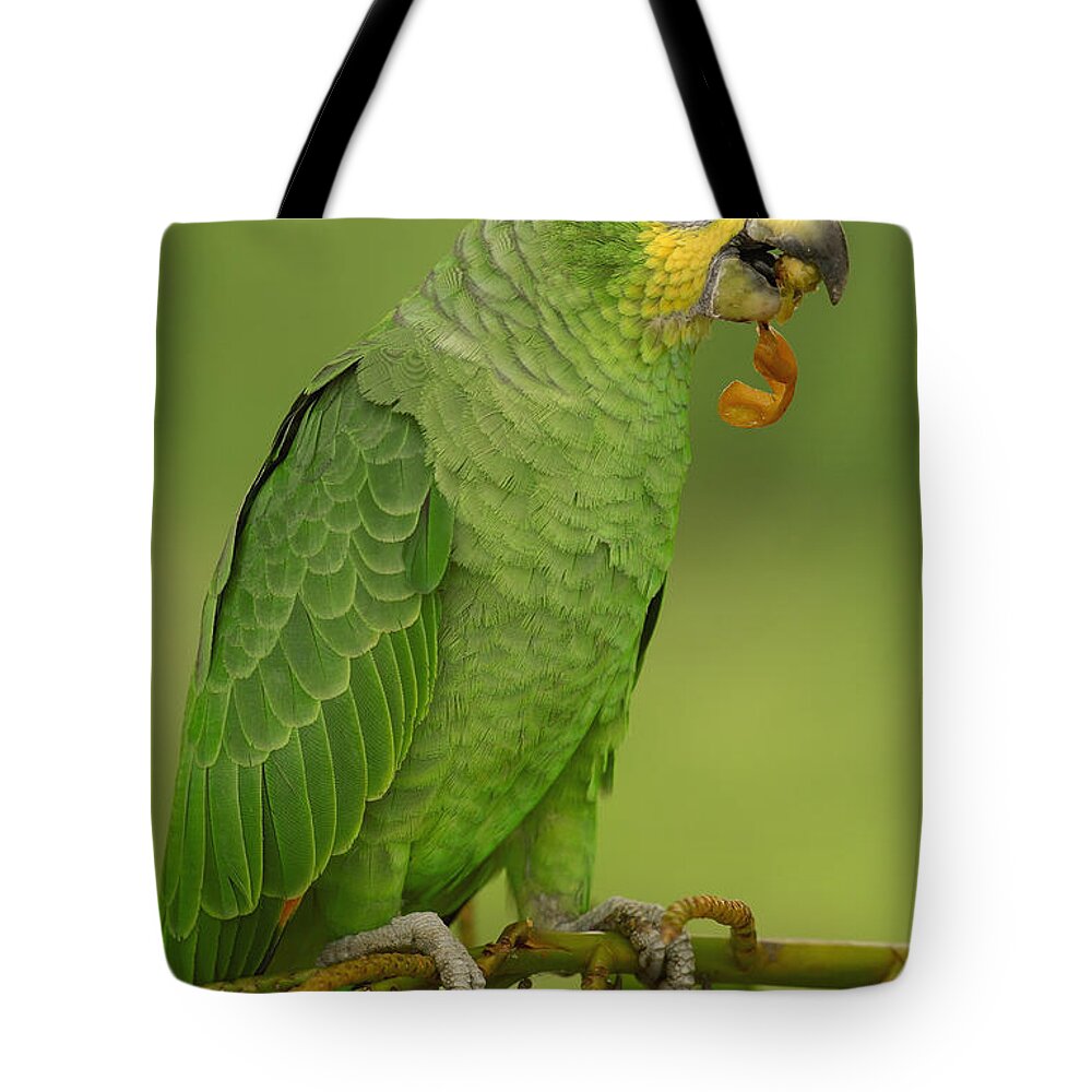 Feb0514 Tote Bag featuring the photograph Orange-winged Parrot Amazonian Ecuador by Pete Oxford