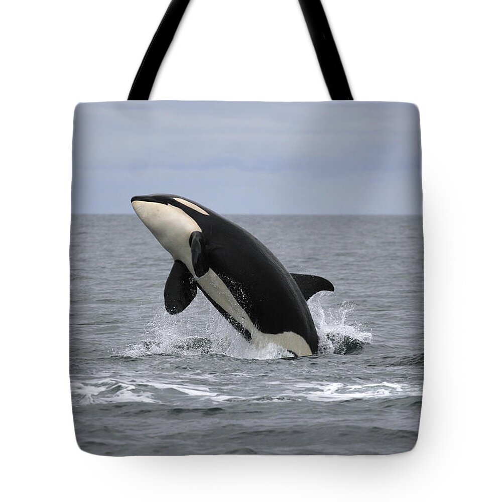 Feb0514 Tote Bag featuring the photograph Orca Breaching Prince William Sound by Hiroya Minakuchi