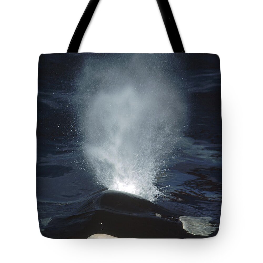 Feb0514 Tote Bag featuring the photograph Orca Surfacing British Columbia Canada by Flip Nicklin