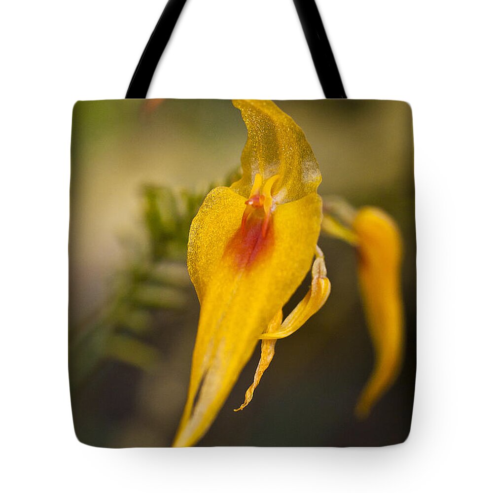 Orchid Tote Bag featuring the photograph Orchid - Lepanthes maxonii by Heiko Koehrer-Wagner