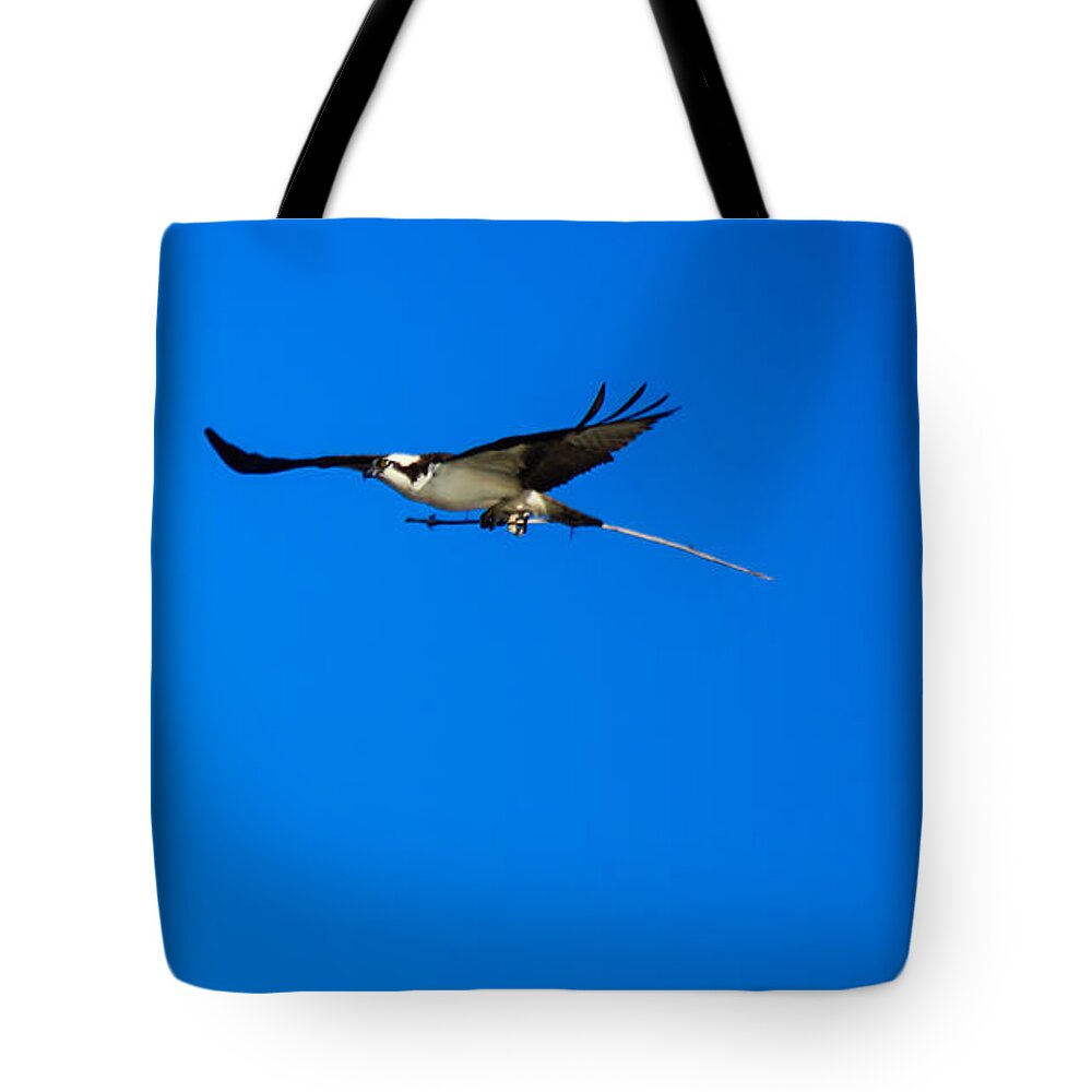 Birds Tote Bag featuring the photograph Osprey Nest Building by Robert Bales