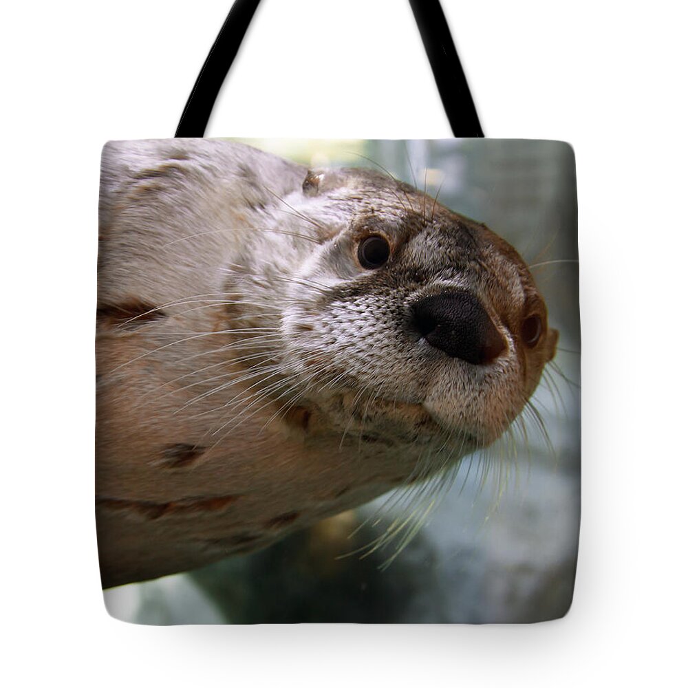 Otter Tote Bag featuring the photograph Otter Be Lookin' at You Kid by John Haldane