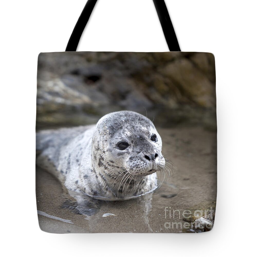Out For A Swim Tote Bag featuring the photograph Out for a swim by David Millenheft