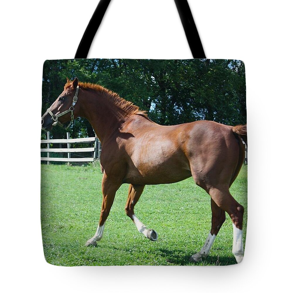 Horse Tote Bag featuring the photograph Out for a Trot by Veronica Batterson