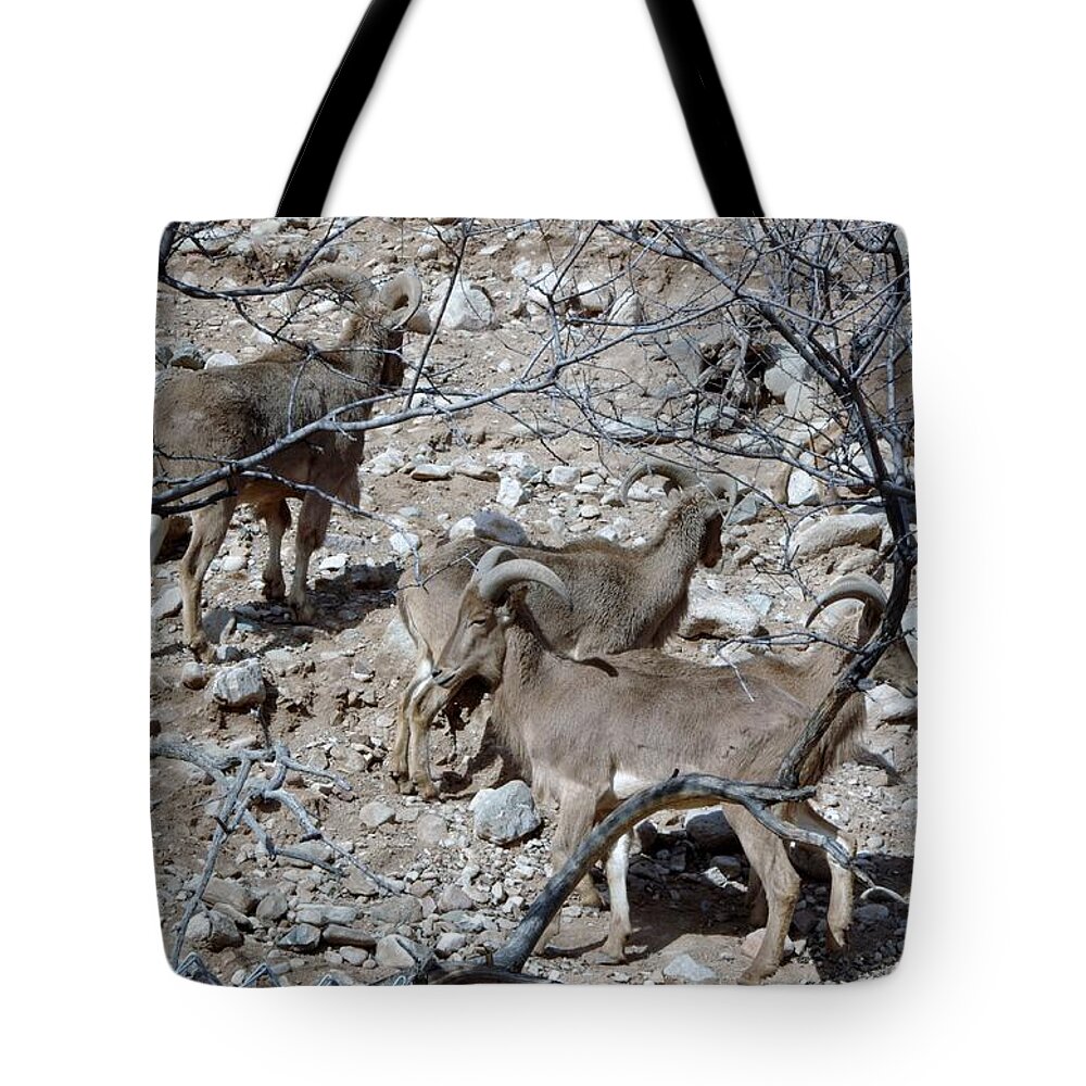 Out Of Africa Tote Bag featuring the photograph Out of Africa Mountain Goats by Phyllis Spoor