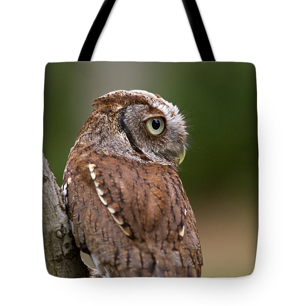Nature Tote Bag featuring the photograph Pablo the Screech Owl by Arthur Dodd
