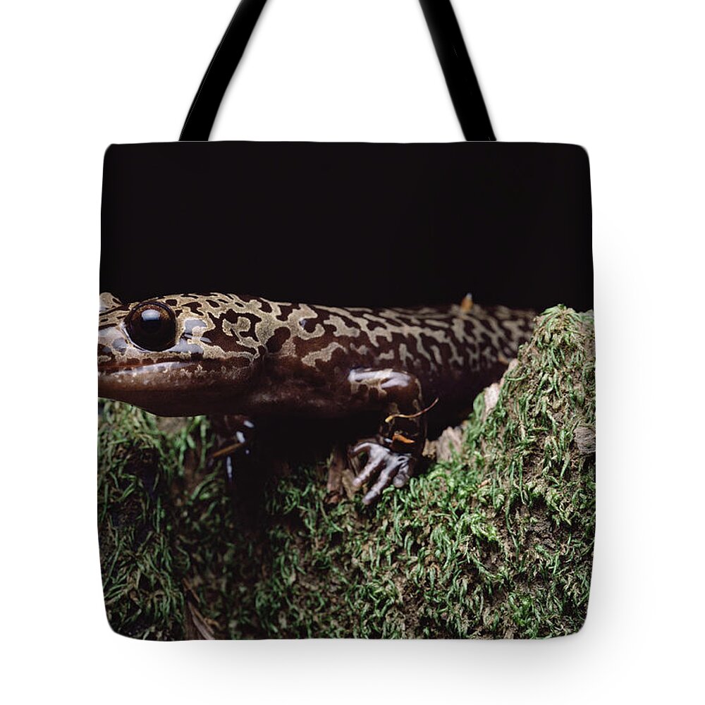Feb0514 Tote Bag featuring the photograph Pacific Giant Salamander On Mossy Rock by Larry Minden