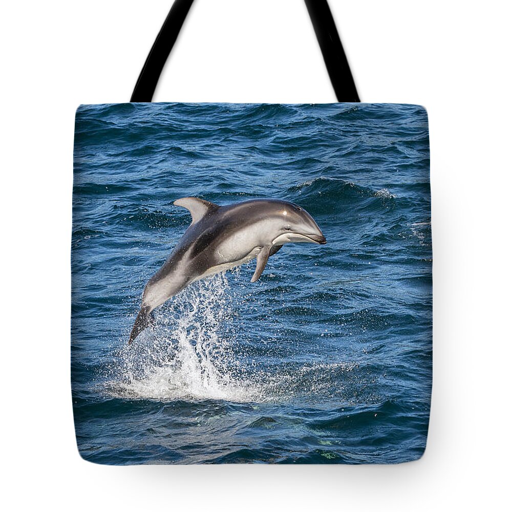 Flip Nicklin Tote Bag featuring the photograph Pacific White-sided Dolphin Leaping by Flip Nicklin