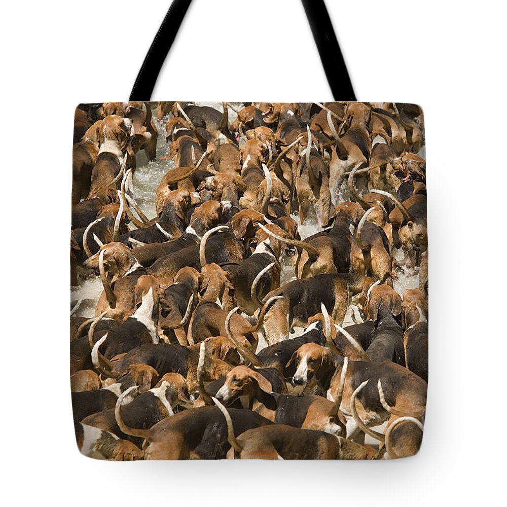 Dogs Tote Bag featuring the photograph Pack Of Hound Dogs by Jean-Michel Labat