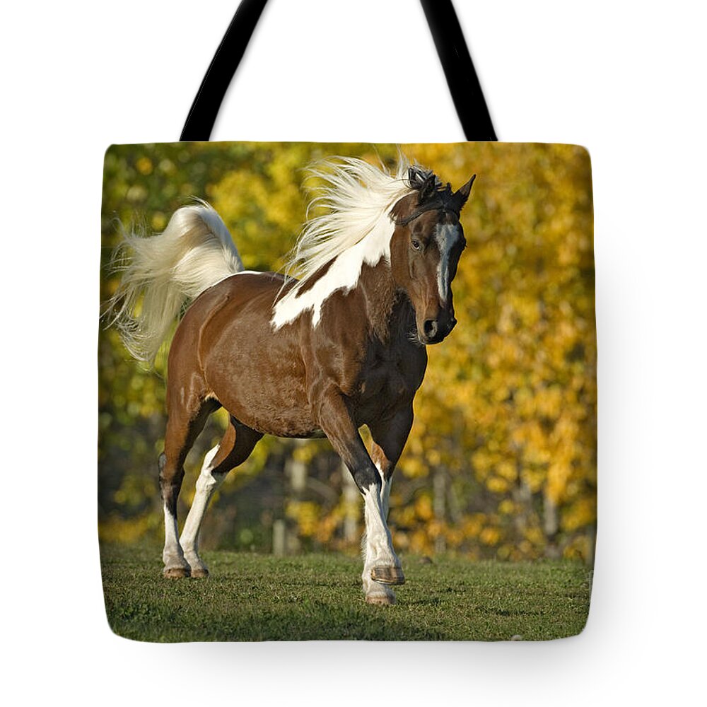 Horse Tote Bag featuring the photograph Paint Horse, Gelding by Rolf Kopfle