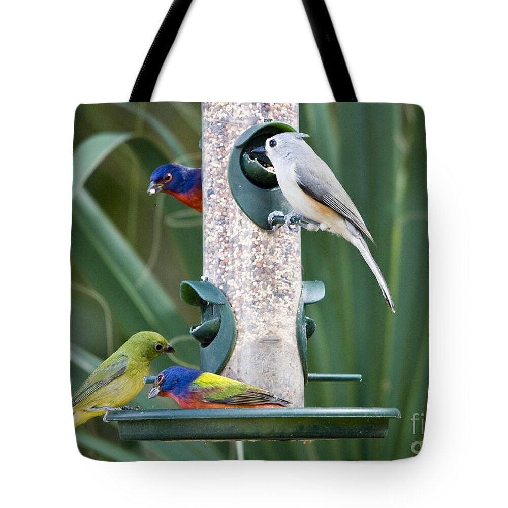 Painted Buntings Tote Bag featuring the photograph Painted Buntings and Titmouse by John Greco