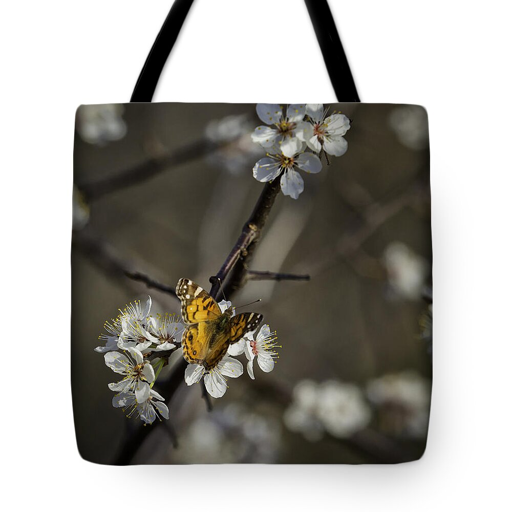 Painted Lady Tote Bag featuring the photograph Painted Lady on Wild Plum by Michael Dougherty