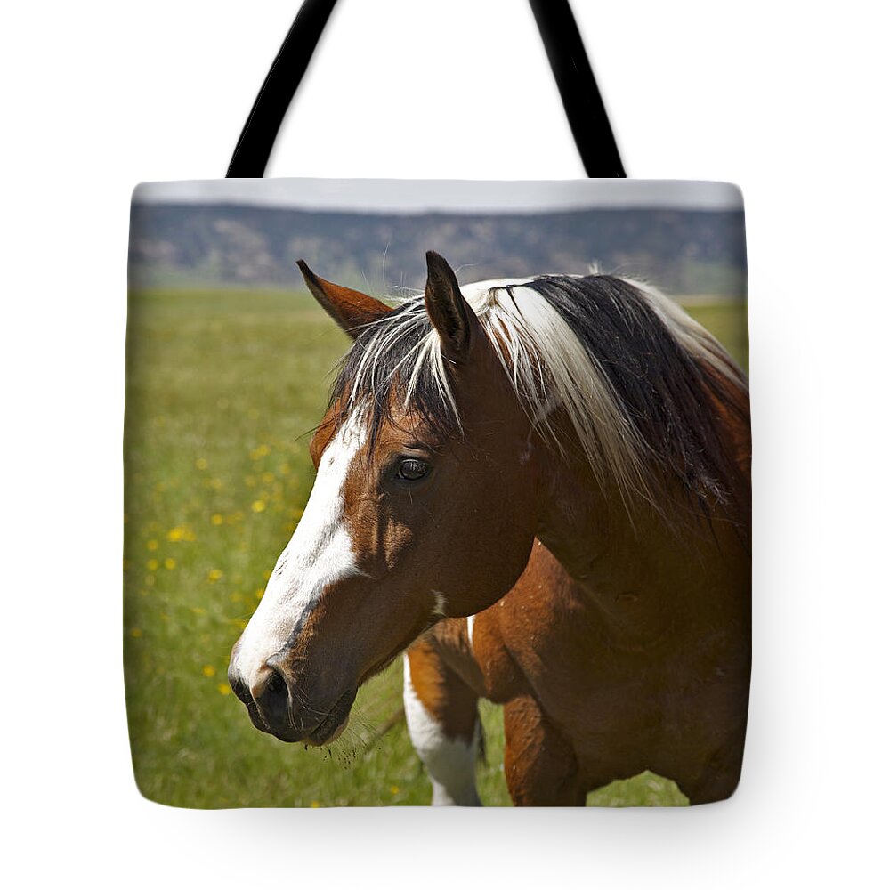 Horse Art Tote Bag featuring the photograph Paintin' Summer by Amanda Smith